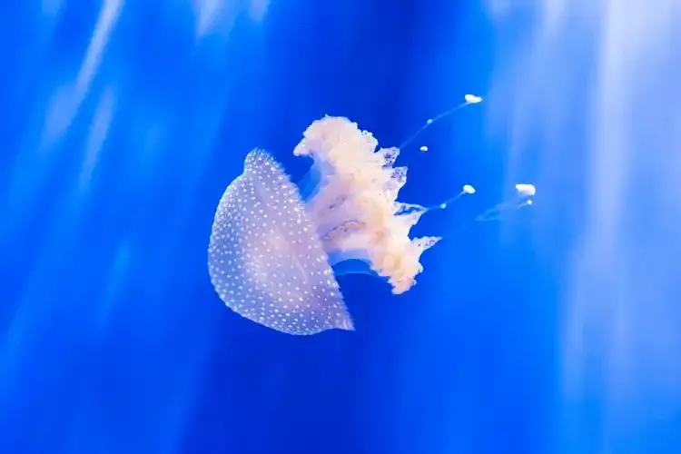 水母